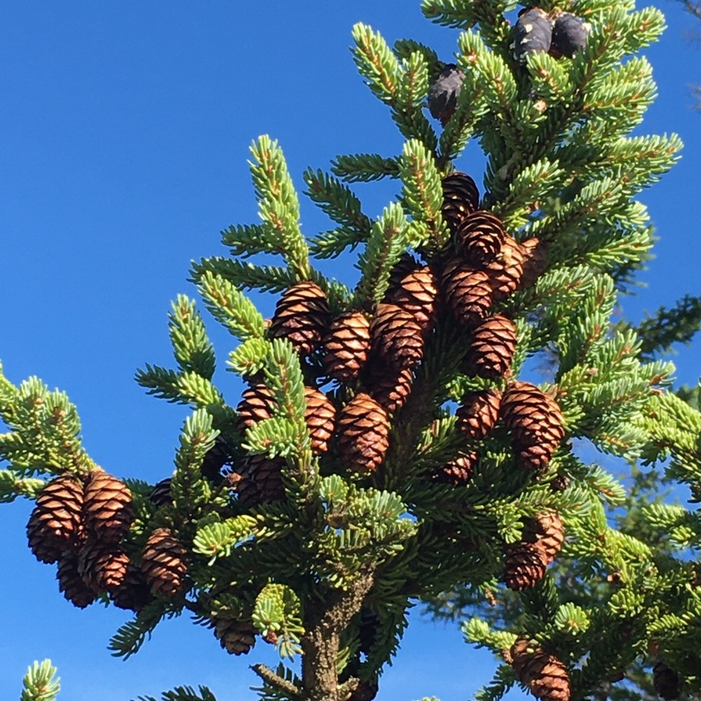 Meet your Posher, Inna